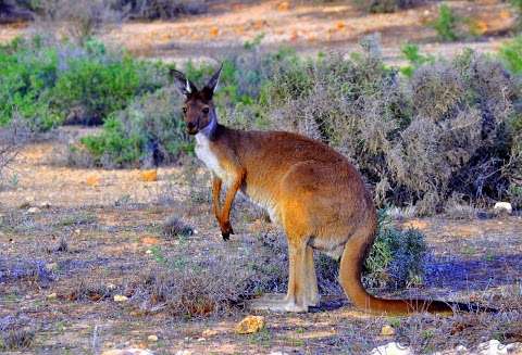 Photo: Mungo Foreshore Track